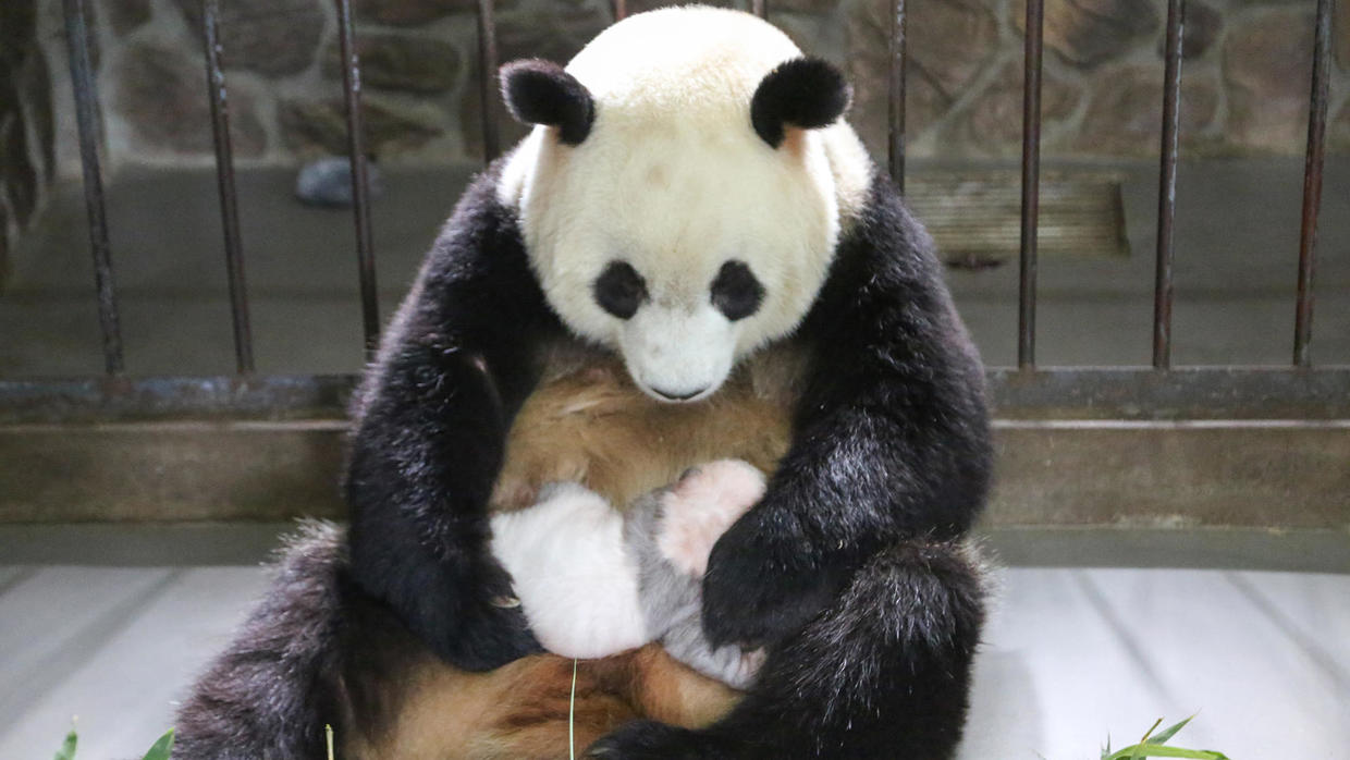 Giant pandas: What does it take to raise a baby panda in captivity