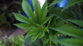 Growing pains for legal weed in California 