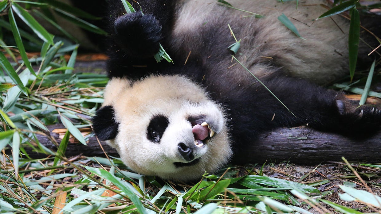 Giant pandas Saving the giant panda from extinction 60 Minutes CBS
