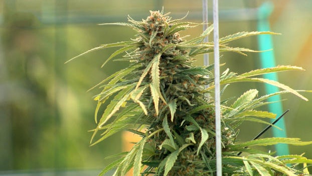 The Pot Vote Cbs News