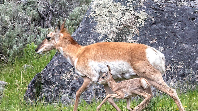 pronghorn-and-fawn-marcy-starnes-promo.jpg 