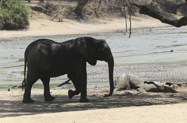 105 elephants dead in Zimbabwe amid Southern Africa’s severe drought 