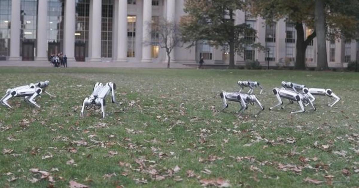 MIT's "virtually indestructible" mini cheetah robots show off flips