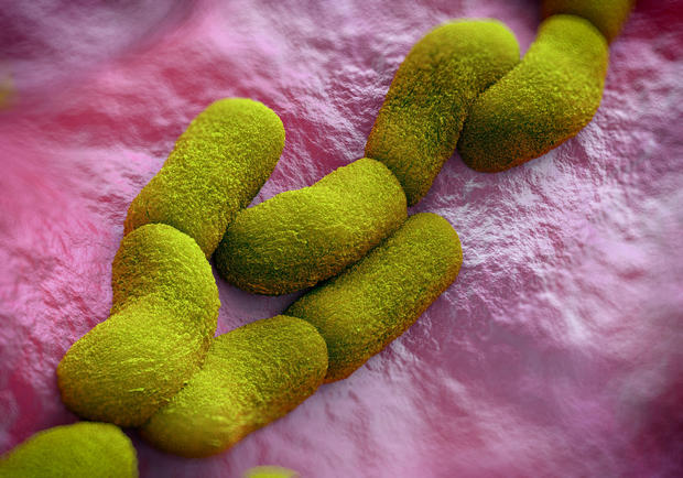 Yersinia pestis (plague) bacteria 