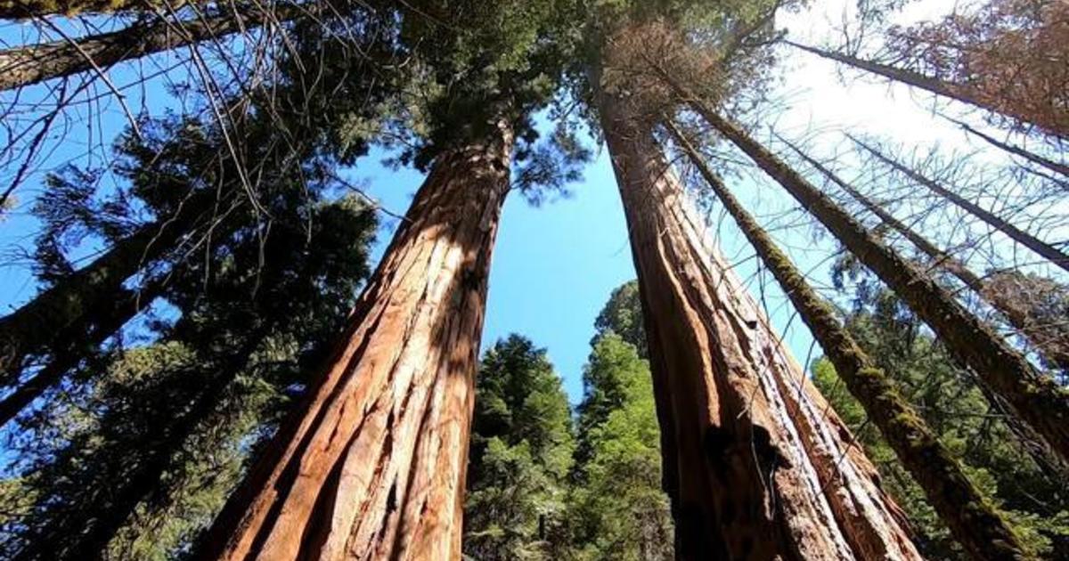 How Drought Is Impacting Giant Sequoia Trees Cbs News