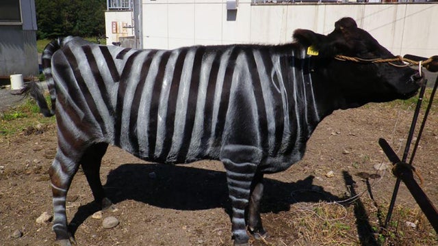 plos-one-zebra-cow.jpg 