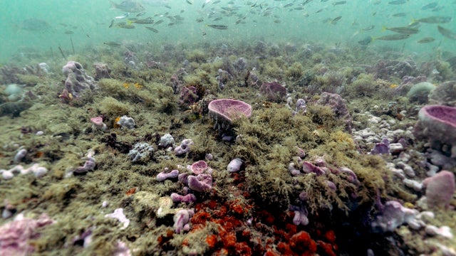 What Can Be Saved Oceans 