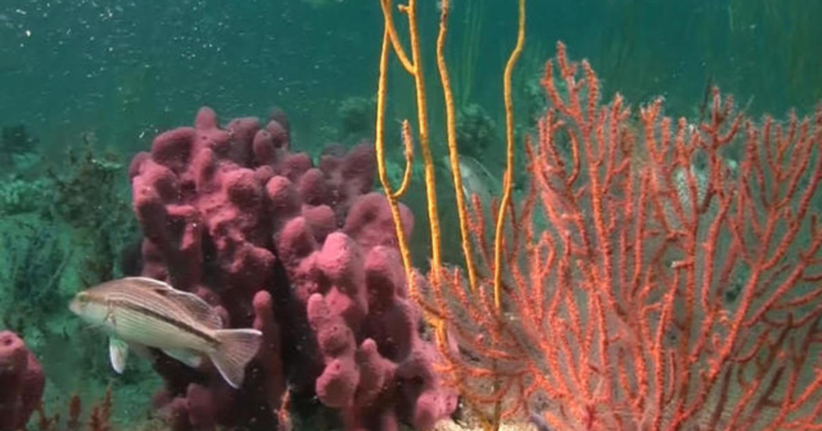 how-ocean-habitats-are-feeling-the-impact-of-global-warming-cbs-news