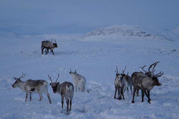 reindeer-4.jpg 