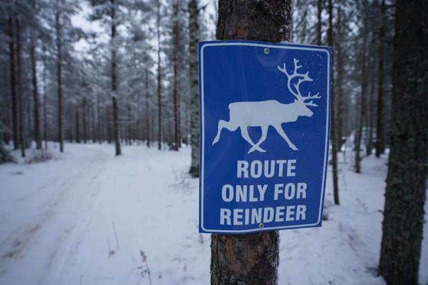 reindeer-crossing-lapland.jpg 
