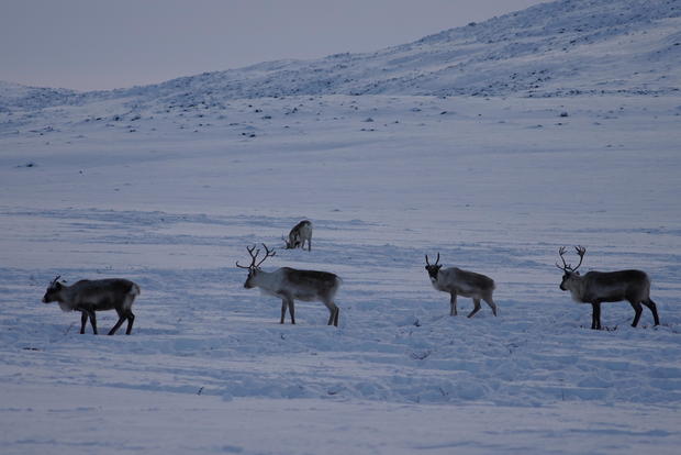 reindeer-2.jpg 