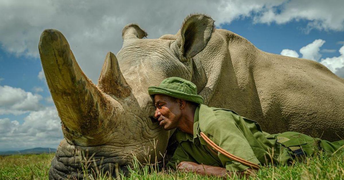 how many white rhinoceros are left in the world
