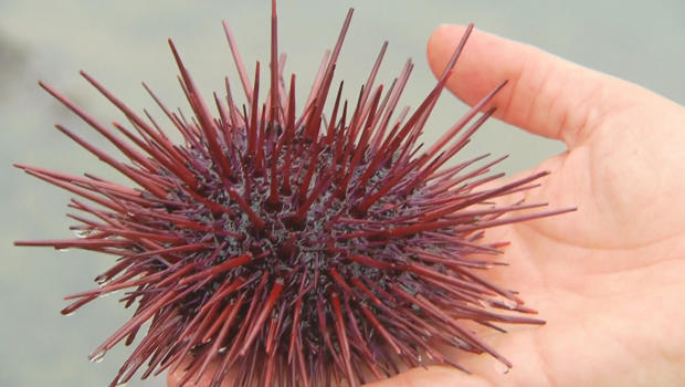sea-urchin-620.jpg 