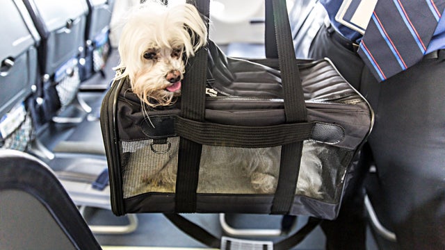 Dog traveling on an airplane 