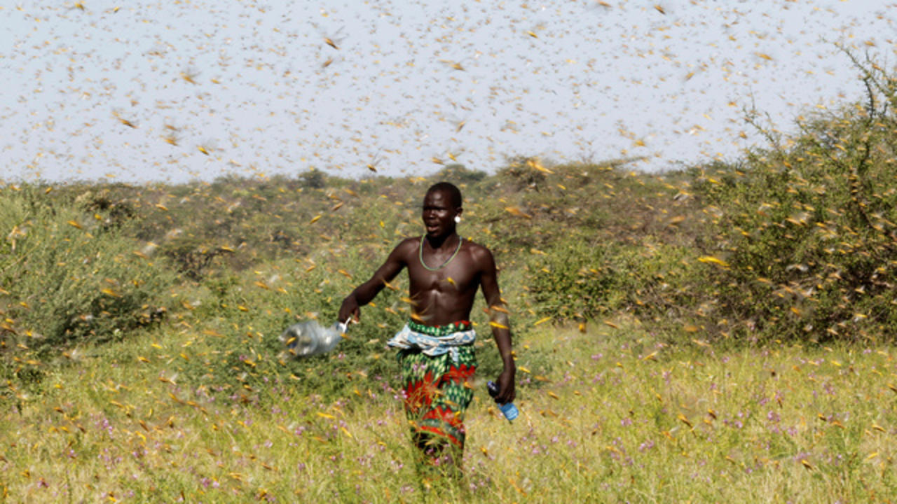Worst Locust Outbreak In Decades Ravages East Africa Threatens