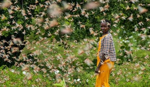 East Africa's plague of locusts 