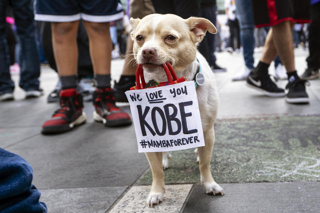 kobe bryant dog jersey