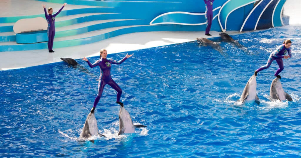 Seaworld Trainers Will No Longer Ride Dolphins At Theme Park Cbs News