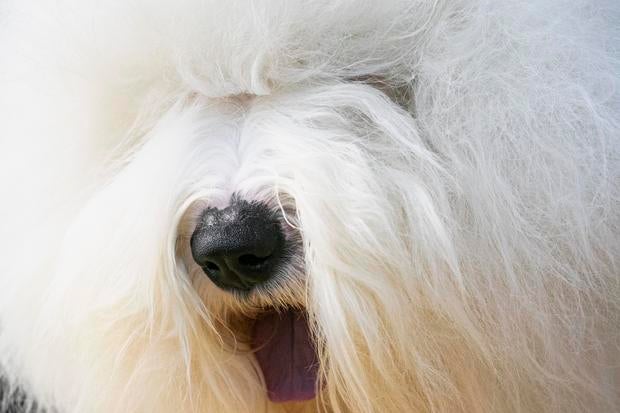 westminster dog show old english sheepdog