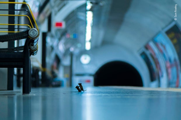 sam-rowley-wildlife-photographer-of-the-year-winner.jpg