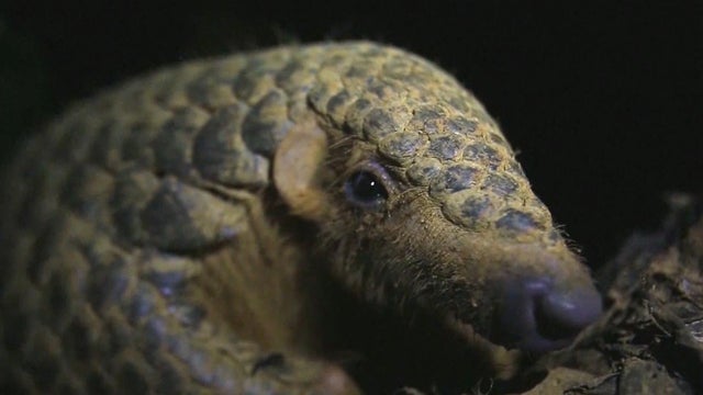 Pangolins Could Face Greater Threat Due To Coronavirus Fears Cbs News