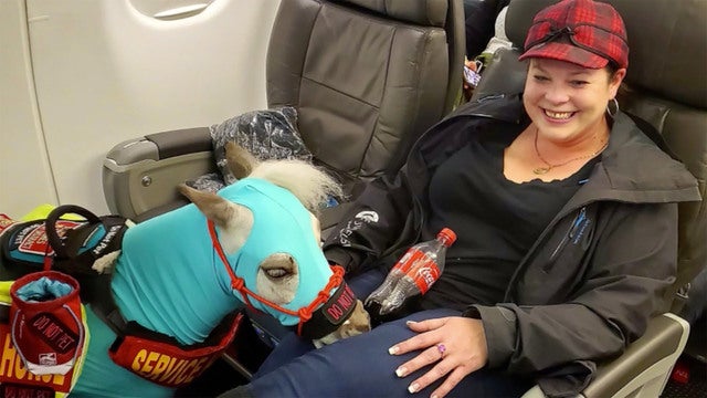 Miniature Horse On Plane A Woman Took Her 115 Pound Service Animal On A Flight Now She S Worried It Could Be His Last Trip If Airlines Change Rules Cbs News