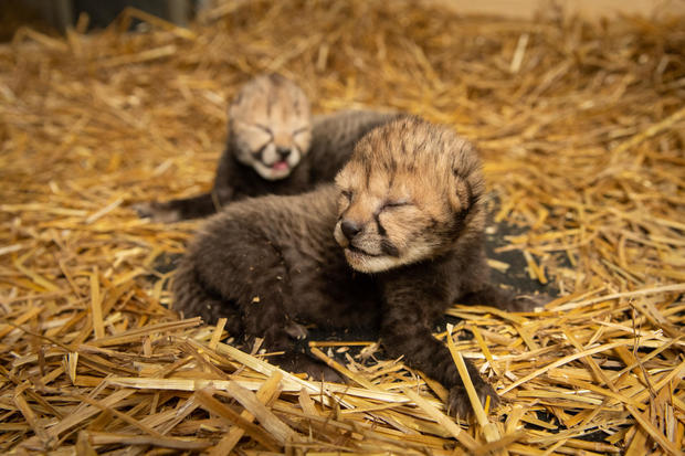 cheetah-cubs-2019-2-grahm-s-jones-columbus-zoo-and-aquarium.jpg 