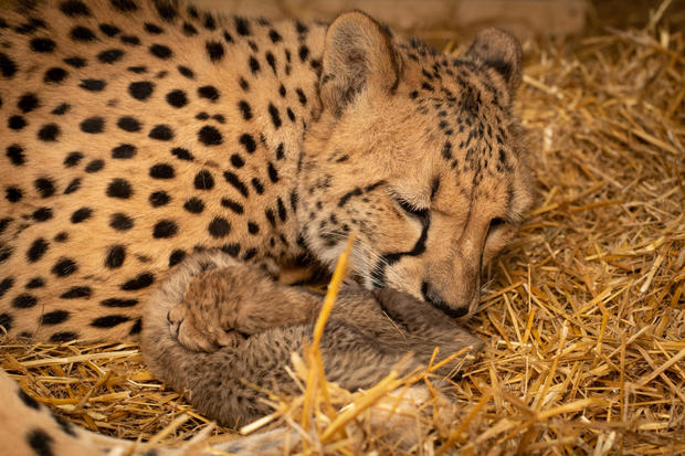 cheetah-cubs-2019-2-grahm-s-jones-columbus-zoo-and-aquarium-5.jpg 