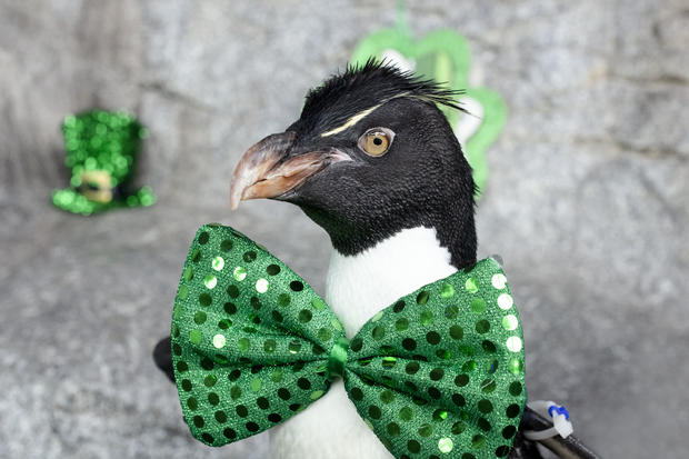 St. Patrick's Day Penguin 