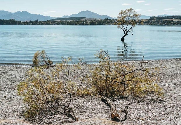 New Zealand’s Most Photographed Tree Vandalized by ‘Idiots’ with a Saw