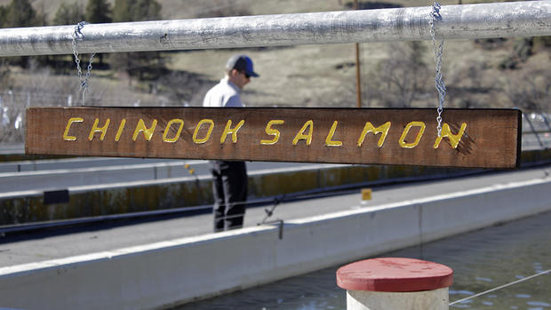 Fish Tank with Chinook Salmon 