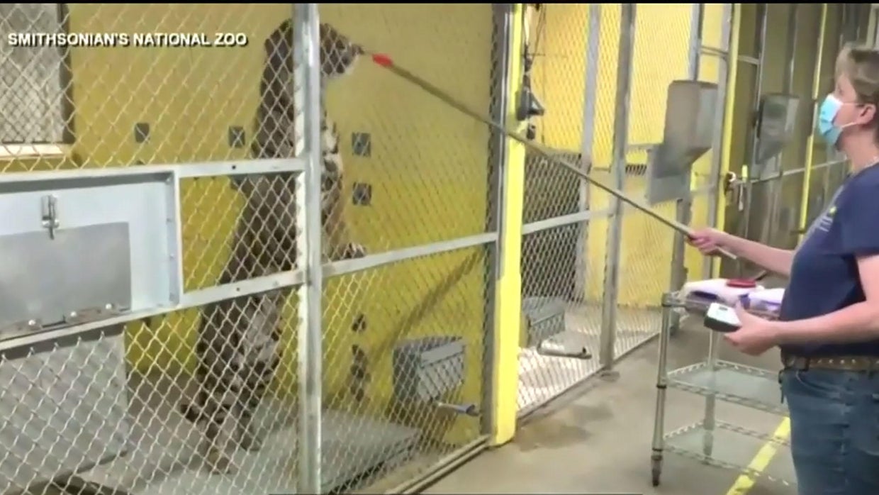 Zoos are closed. Here's how the National Zoo is keeping the animals