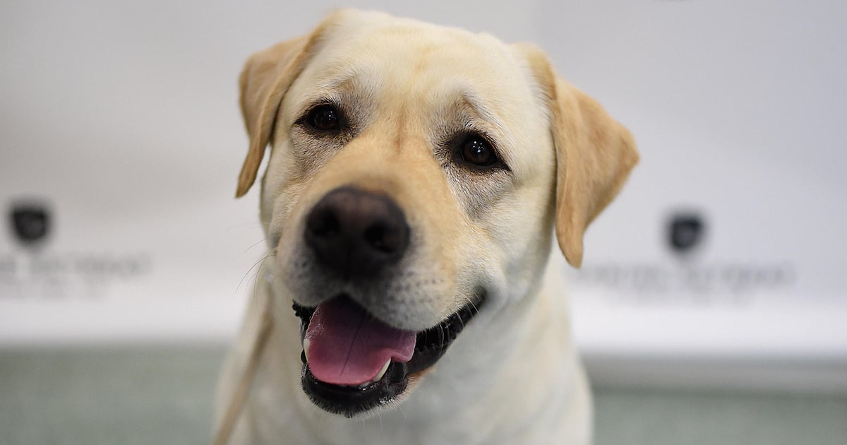 american kennel club top breeds