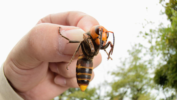 "Murder hornet" spotted in the United States 