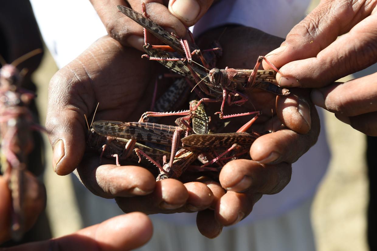 Coronavirusbattered India is now battling a plague of locusts CBS News