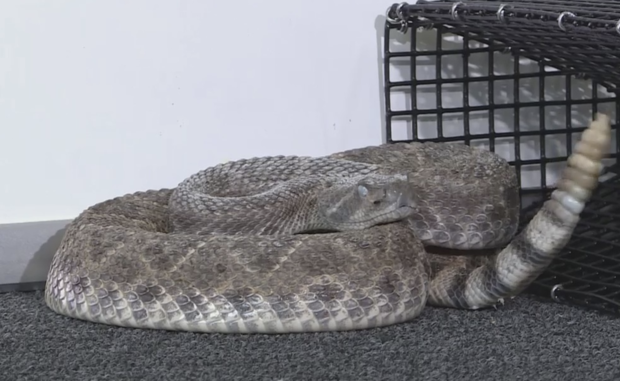 Rattlesnake removed from yard in West Fort Worth 