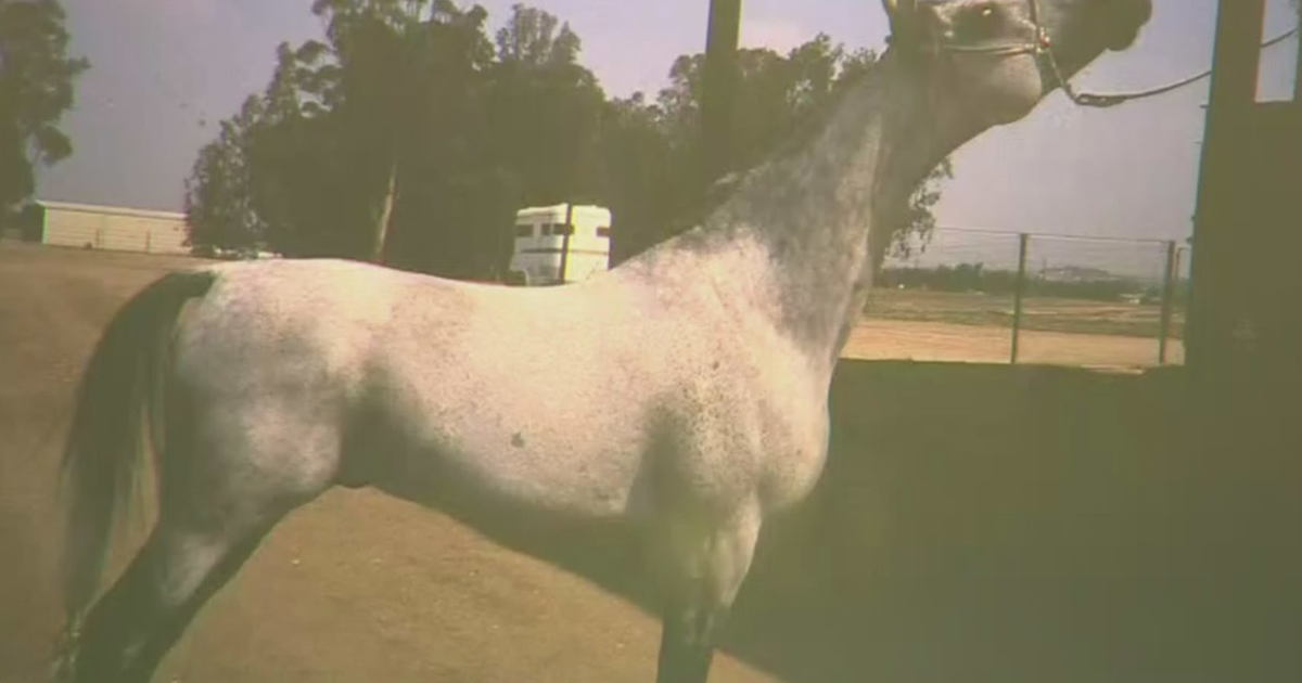 Riverside County Residents Report Their Pets Died After Trying To