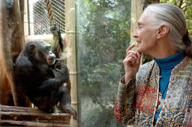 Jane Goodall, the world's foremost autho 