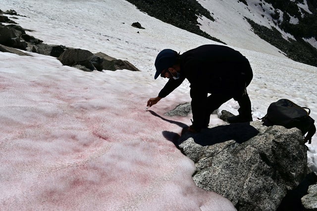 Image result for red snow on alps