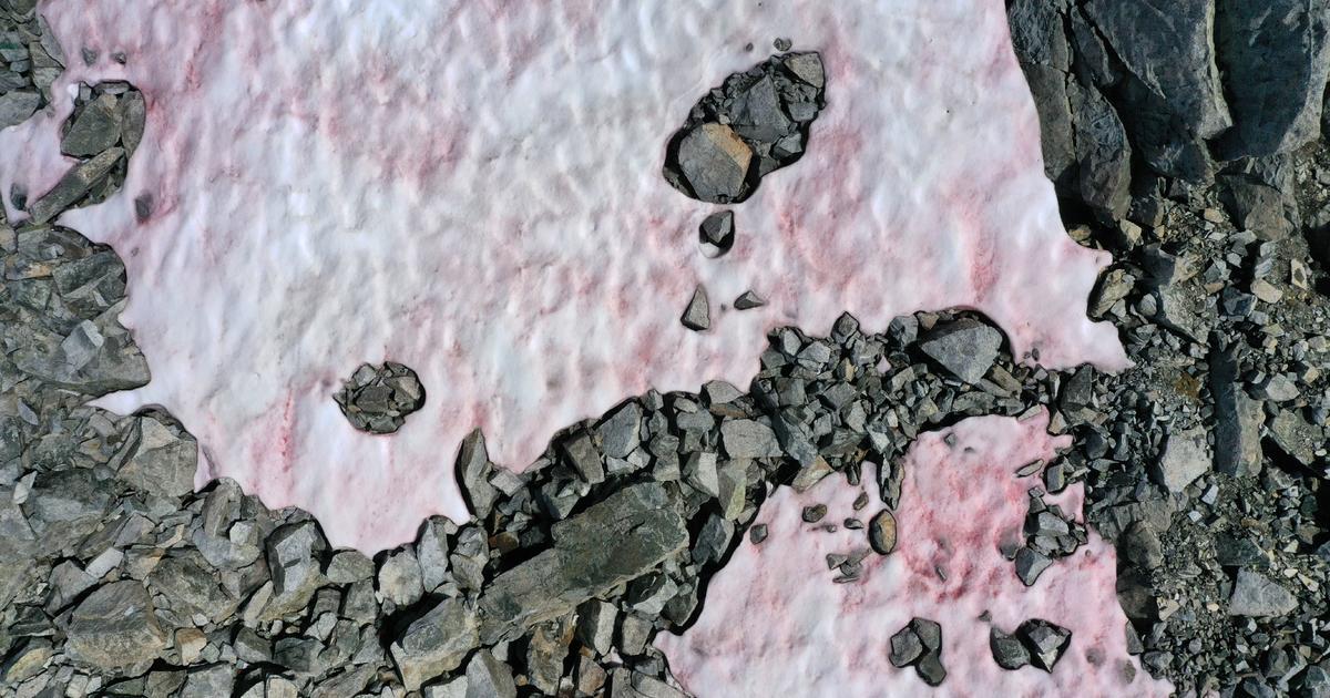 Mysterious pink "watermelon snow" has been appearing in the Italian Alps — and it may warn of environmental disaster - CBS News