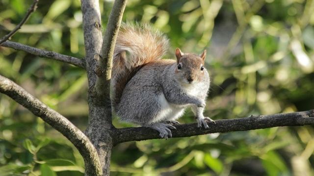 Squirrel test positivo alla peste bubbonica in Colorado 