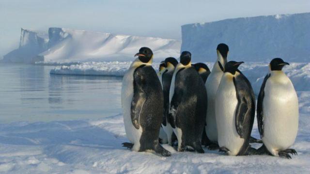 emperor penguins 