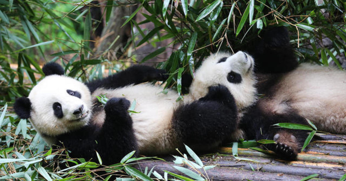 Giant Pandas: How China and the U.S. are saving the iconic bear from extinction