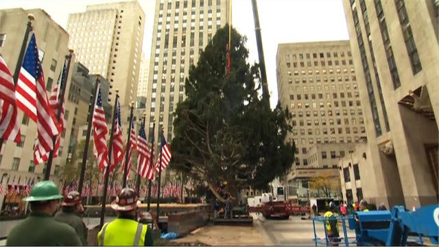 Christmas Tree Delivered To Rockefeller Center Cbs News