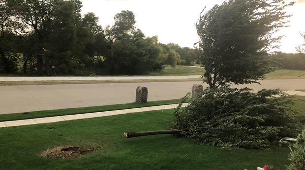 Tree uprooted in Plano 