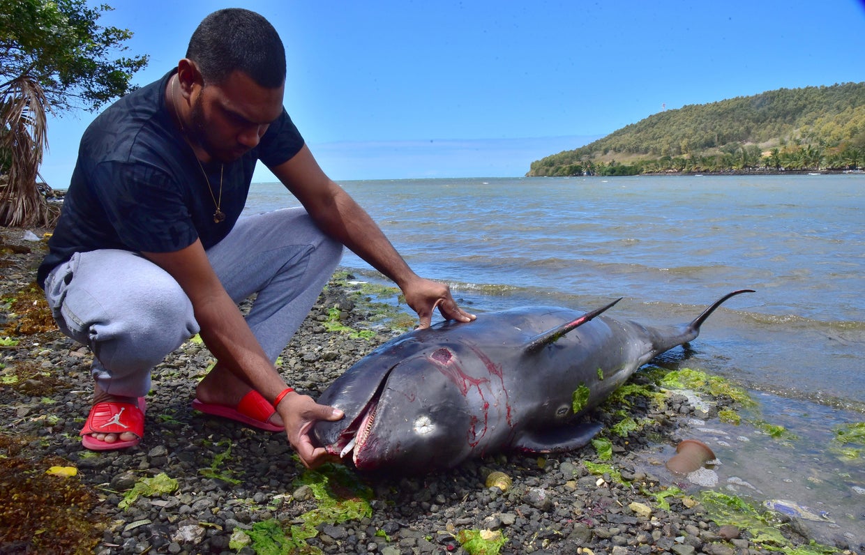 38 dolphins found dead after massive oil spill on island of Mauritius