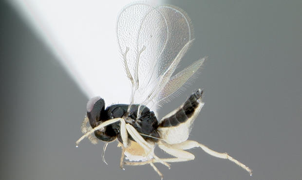 Tamarixia Radiata beneficial wasp 