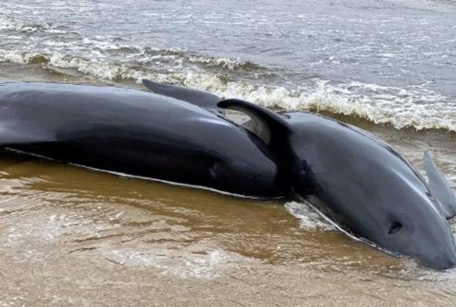 At Least 380 Whales Dead In Mass Stranding In Australia Cbs News More than 100 pilot whales, which have bulbous foreheads and can grow to over 4 metres long, beached themselves overnight at yoff. least 380 whales dead in mass stranding