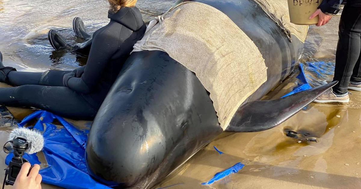 At least 380 whales dead in mass stranding in Australia - CBS News