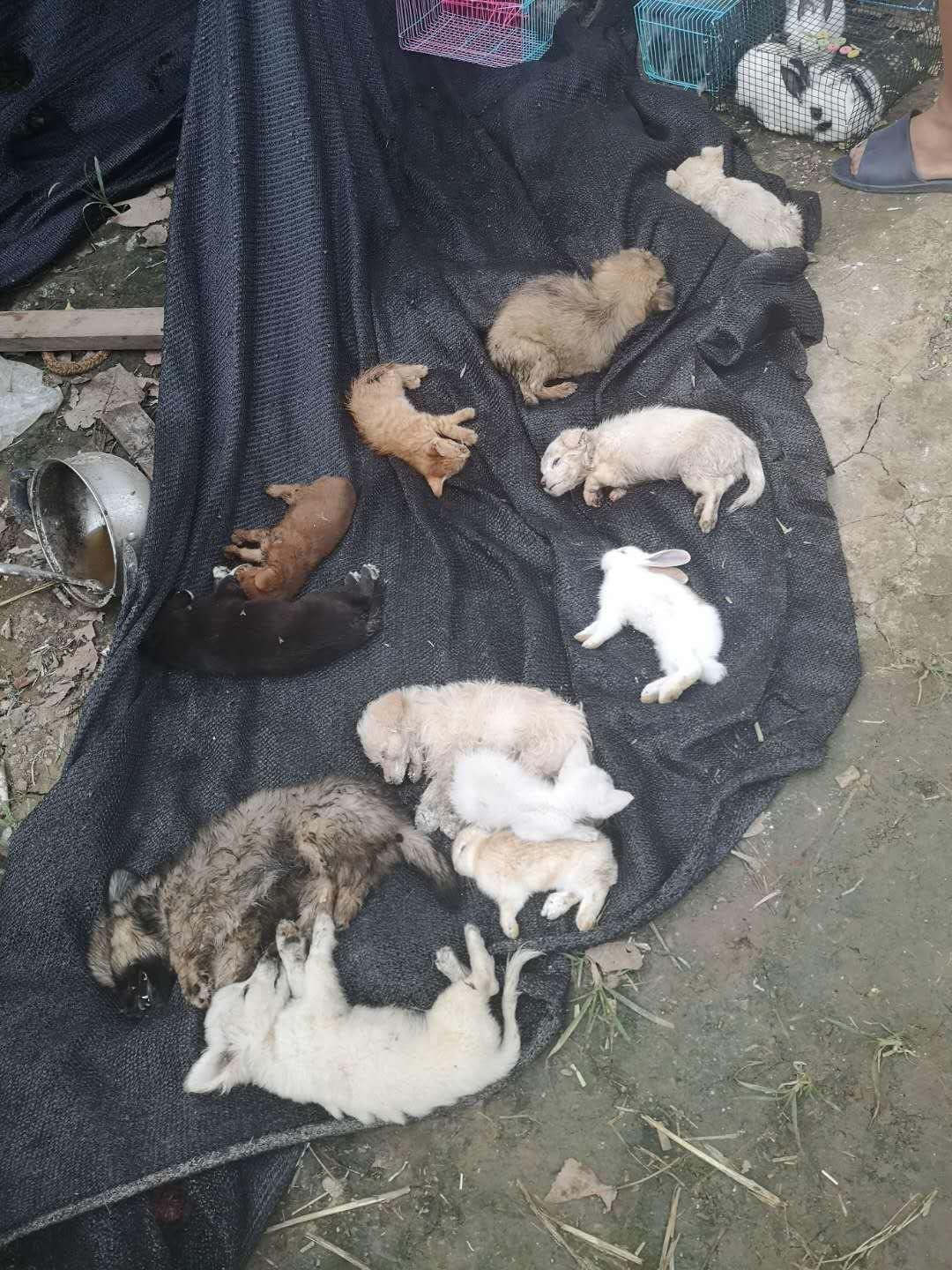 5,000 pets found dead in boxes at Chinese shipping depot CBS News